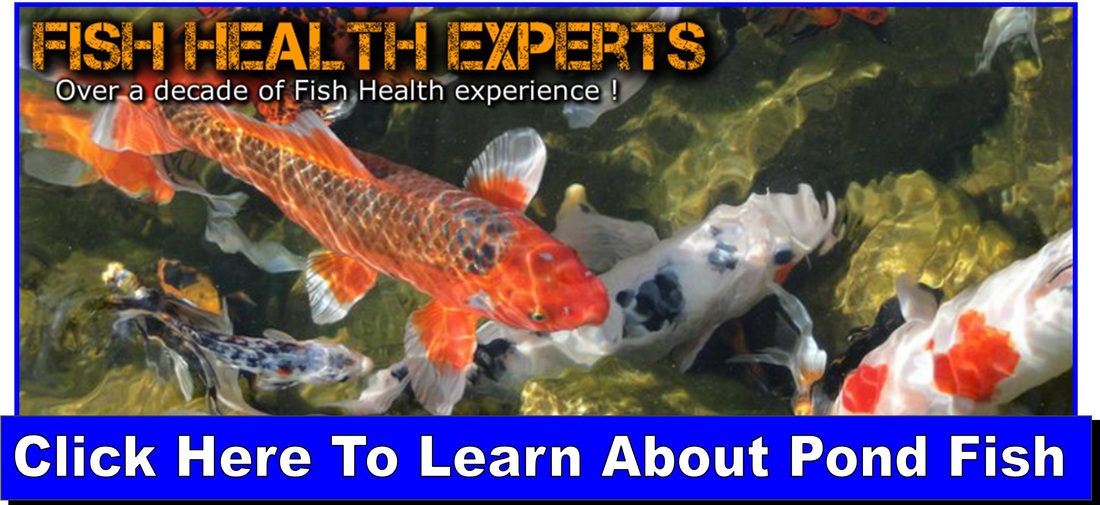 fish health experts