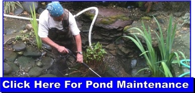 pond maintenance