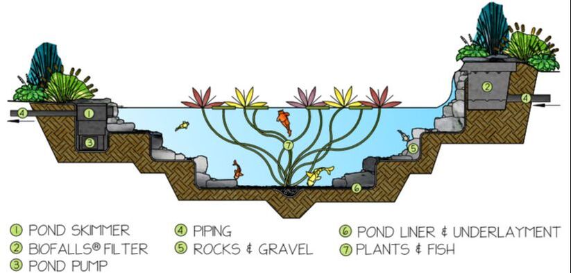 aquascape ecosystem
